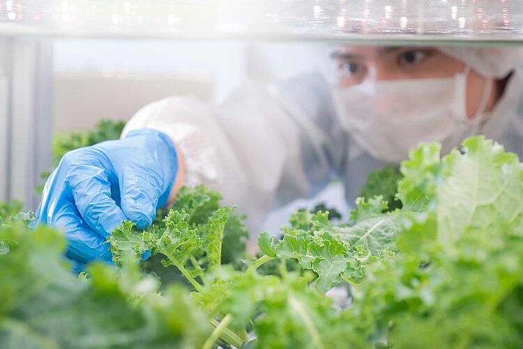 Salat wächst im Labor