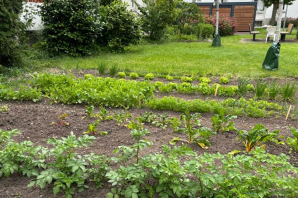 BWB Gemeinschaftsgarten in Flingern