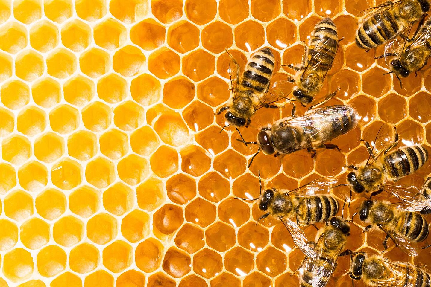 Bienen in einer Bienenwabe